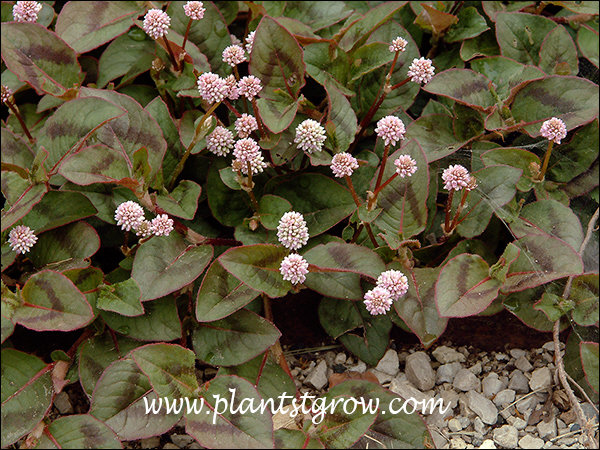 The globular pink flowers and bronze green leaves.